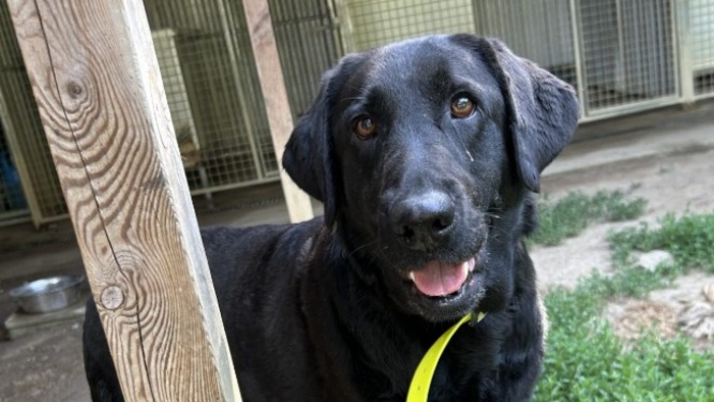 Rosa - Chien à adopter - photo 2