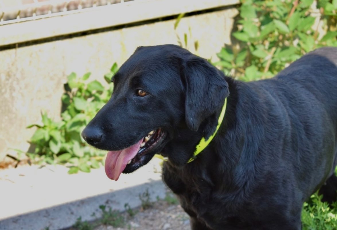 Rosa - Chien à adopter - photo 3