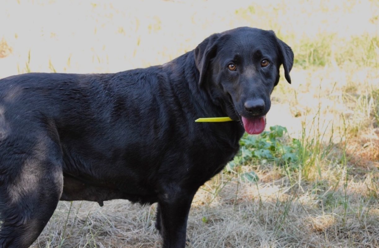 Rosa - Chien à adopter - photo 4