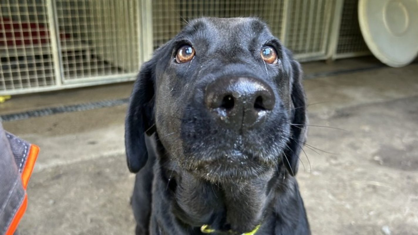 Rosa - Chien à adopter - photo 5