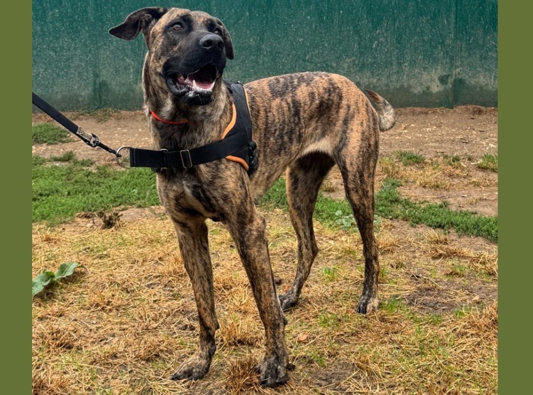 Zaya - Chien à adopter - photo 3