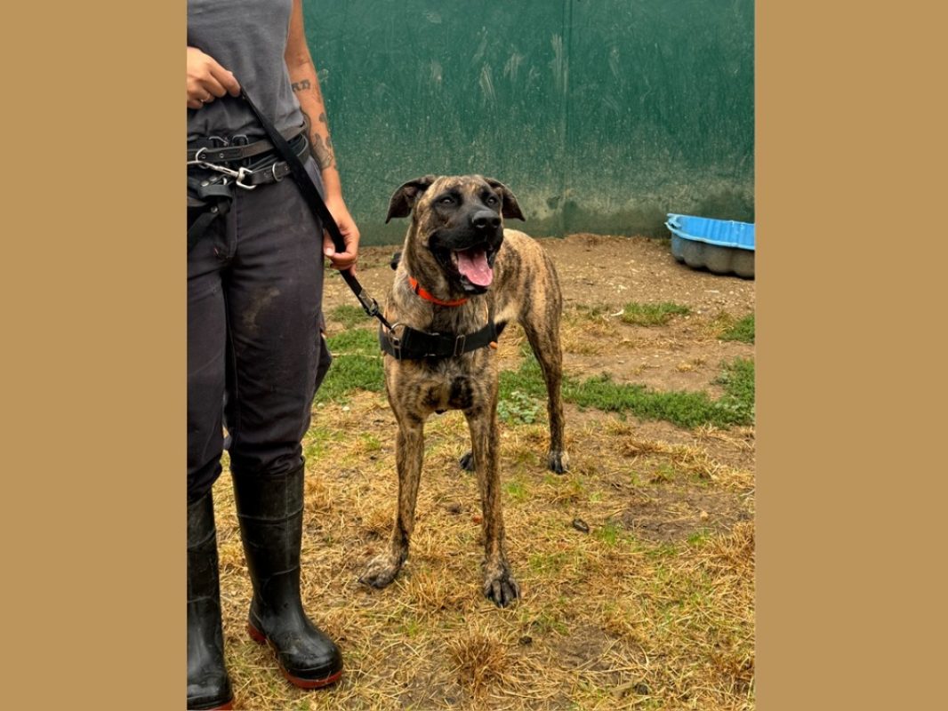 Zaya - Chien à adopter - photo 4