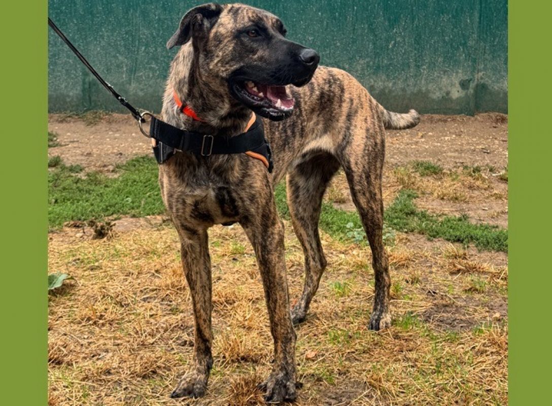 Zaya - Chien à adopter - photo 5