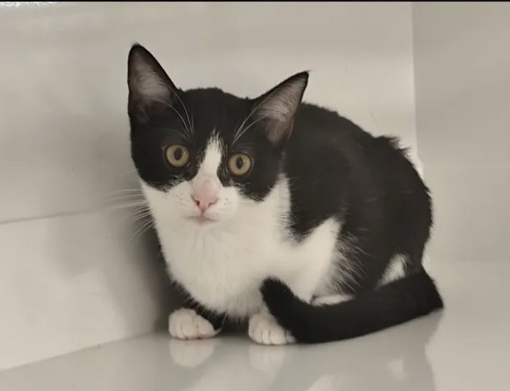 Gala - Chat Européen à adopter