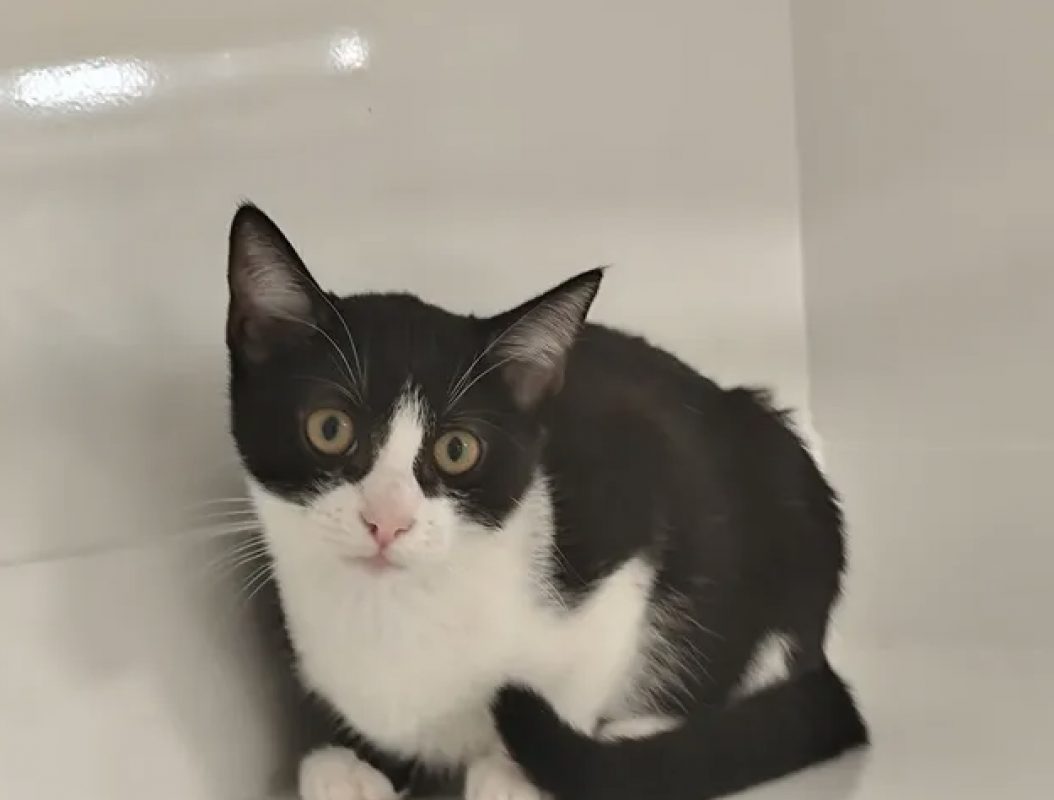 Gala - Chat Européen à adopter - photo 2