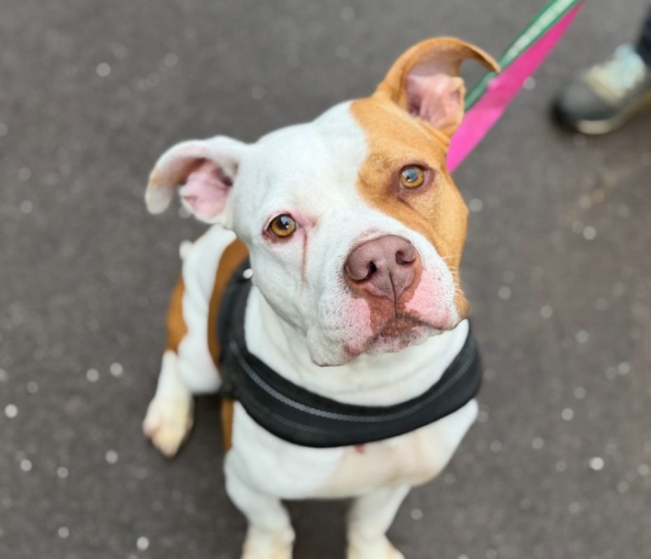 Nala - Chien Bouledogue Américain à adopter