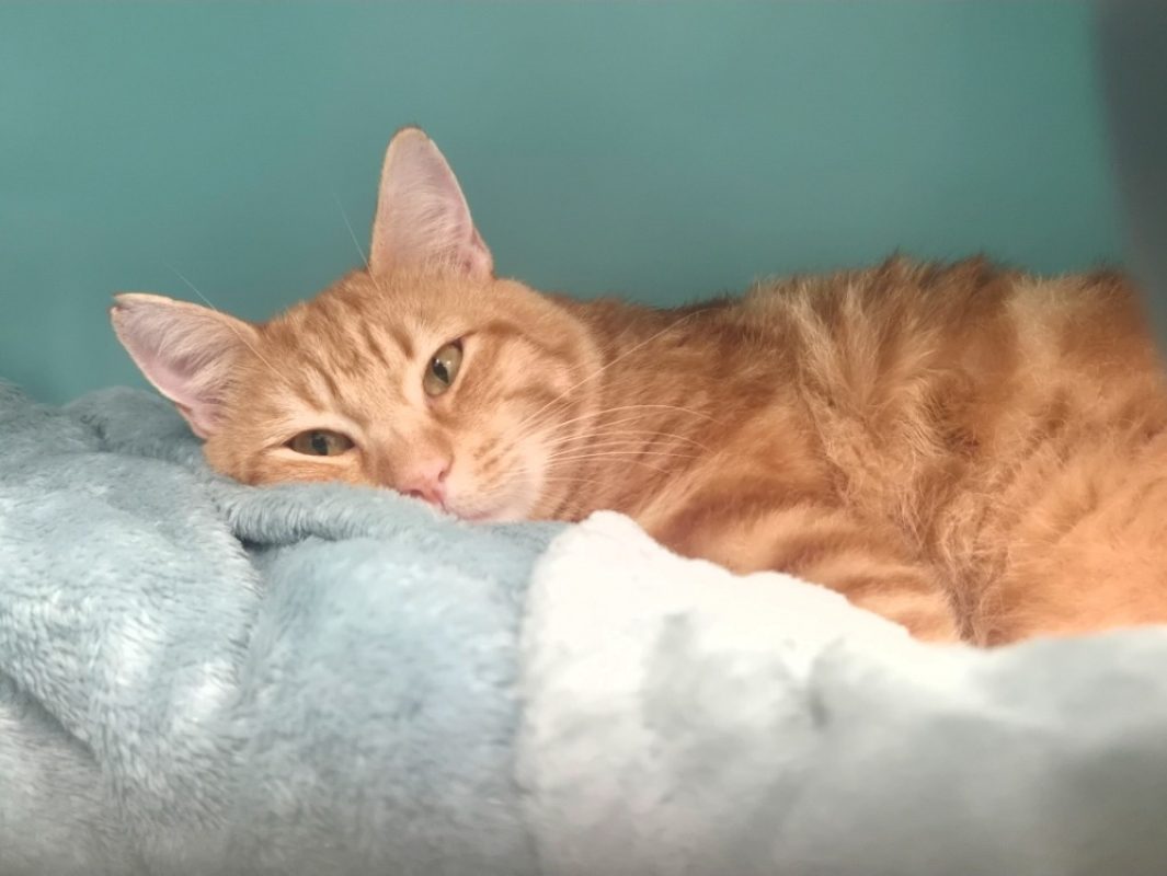 Rousseau - Chat Européen à adopter