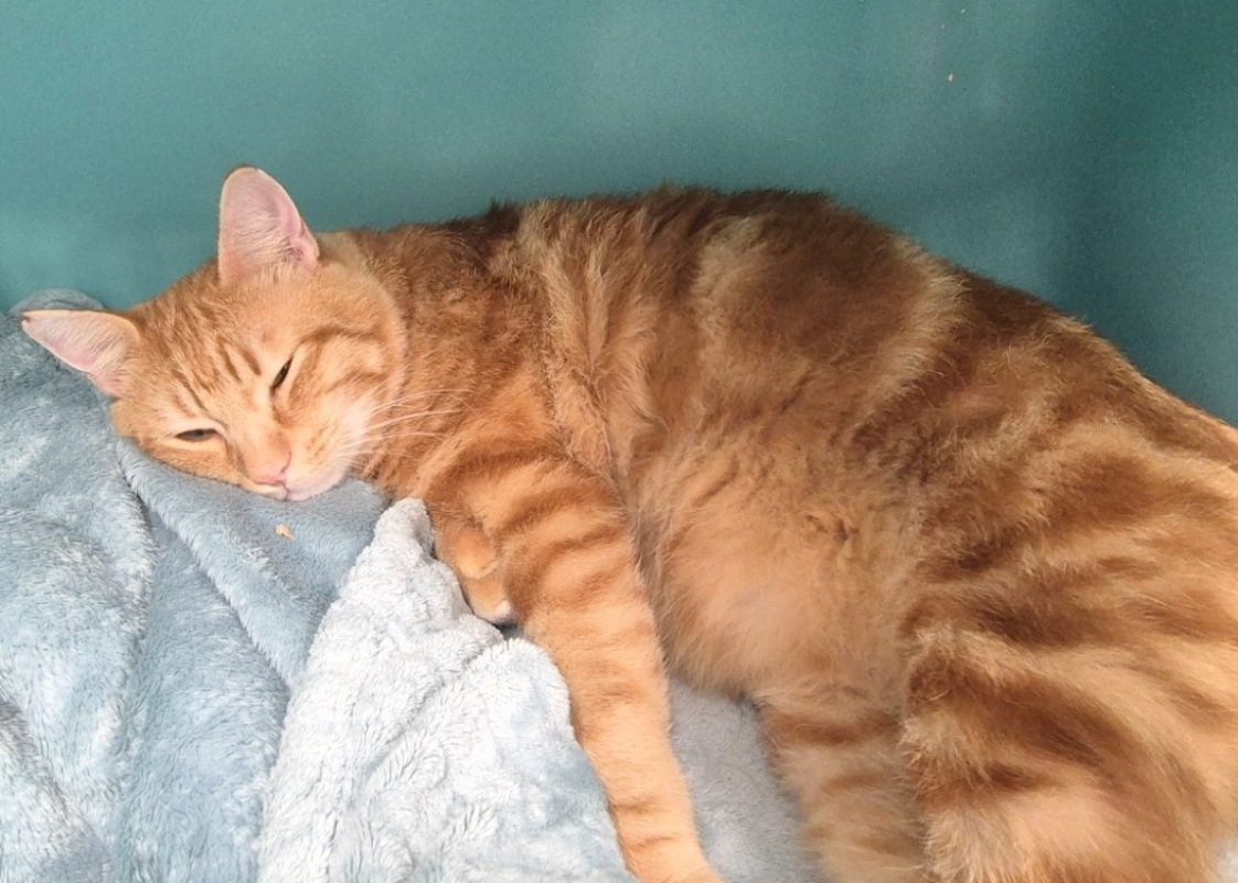 Rousseau - Chat Européen à adopter - photo 2