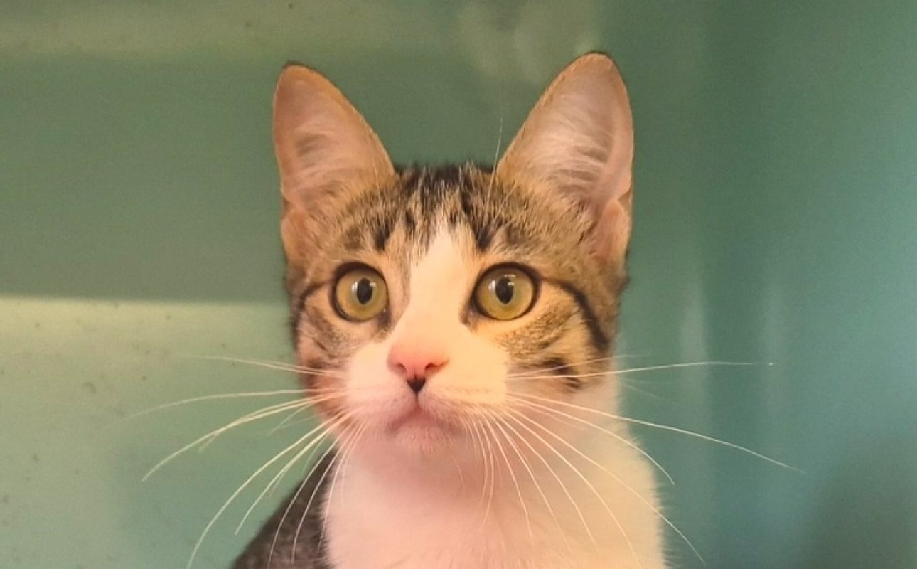 Barbie - Chat Européen à adopter