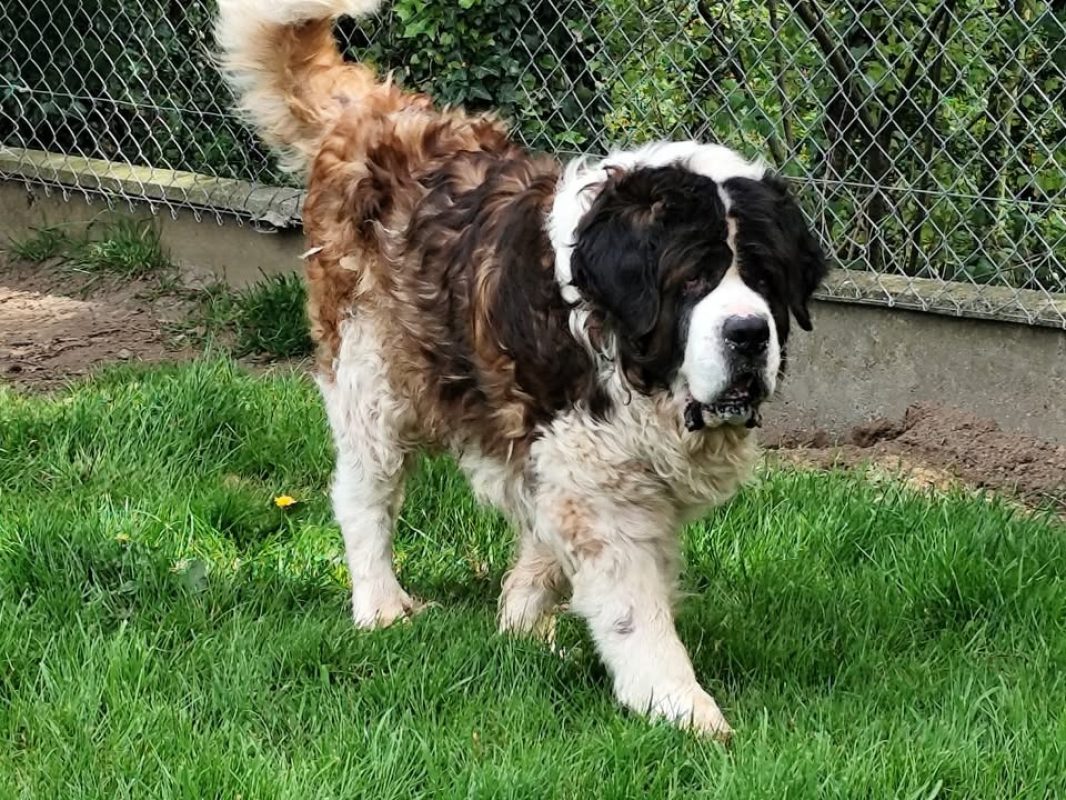 Bernard - Chien à adopter