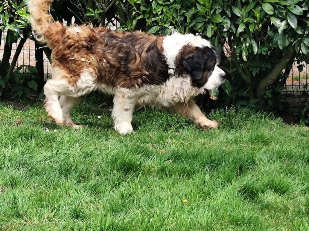 Bernard - Chien à adopter - photo 3