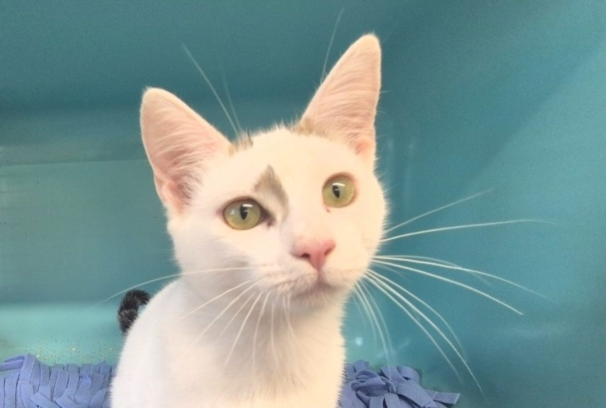Dolly - Chat Européen à adopter
