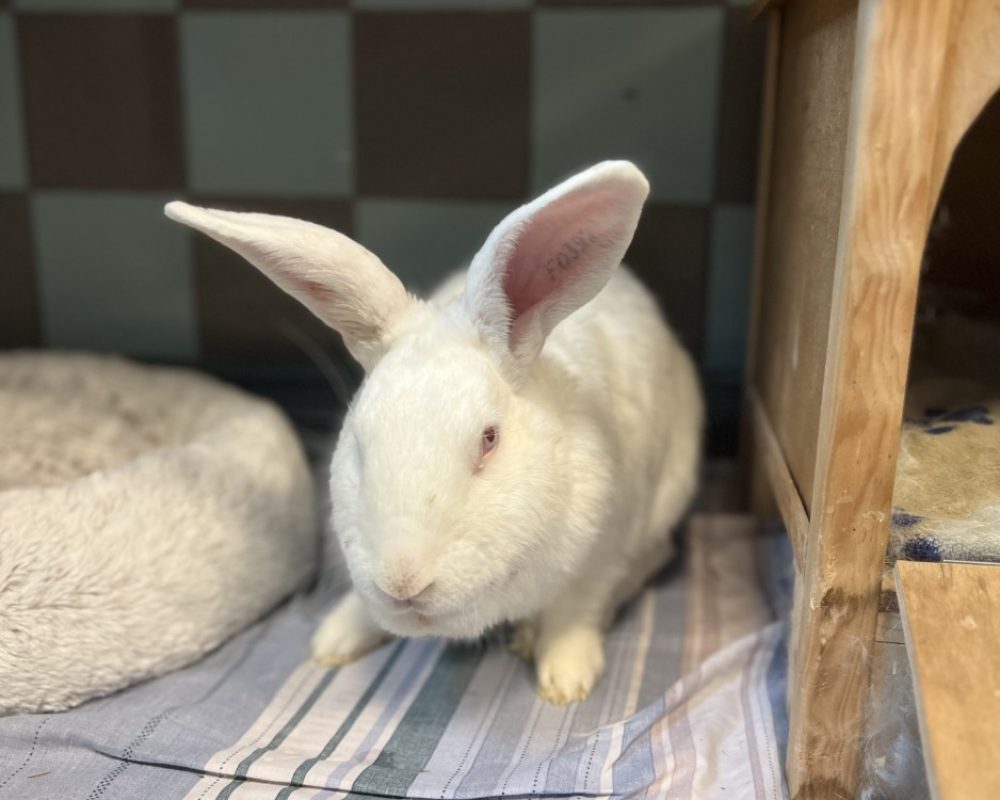 Da shi - Rongeur Lapin à adopter