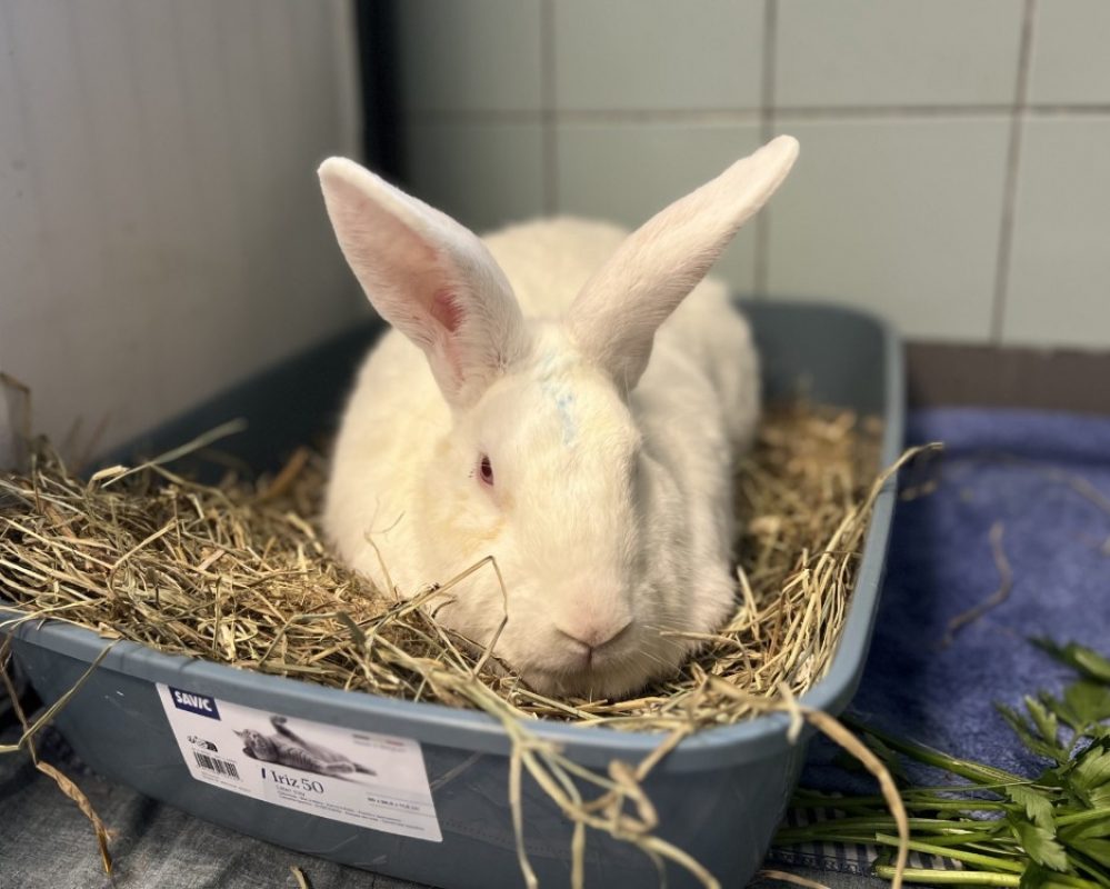 Por lok - Rongeur Lapin à adopter