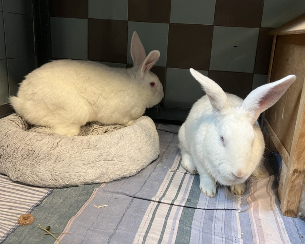 Por lok - Rongeur Lapin à adopter - photo 2