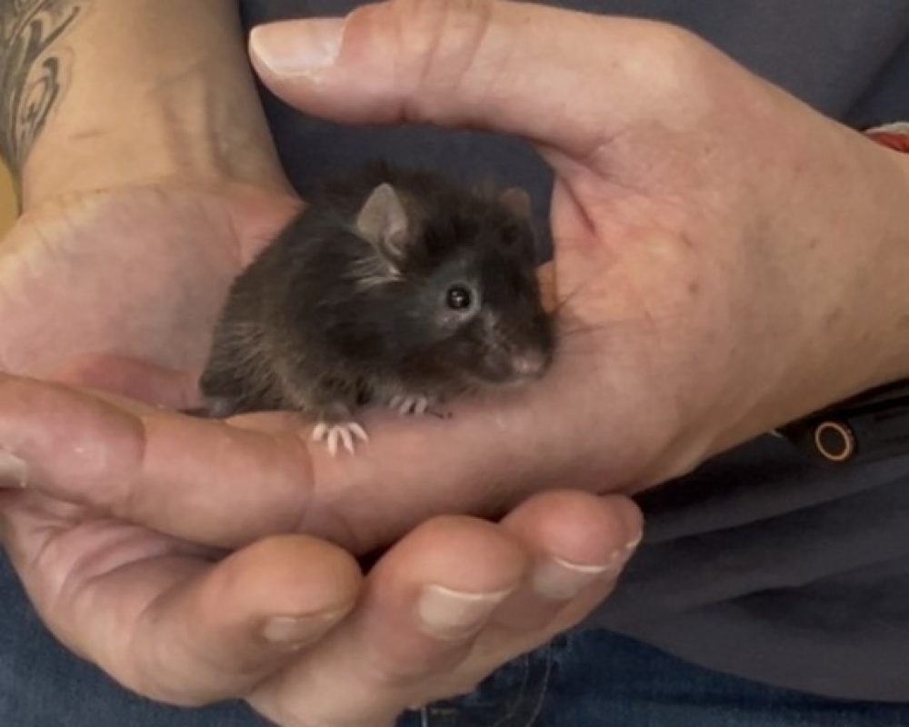 Pouik - Rongeur Souris à adopter