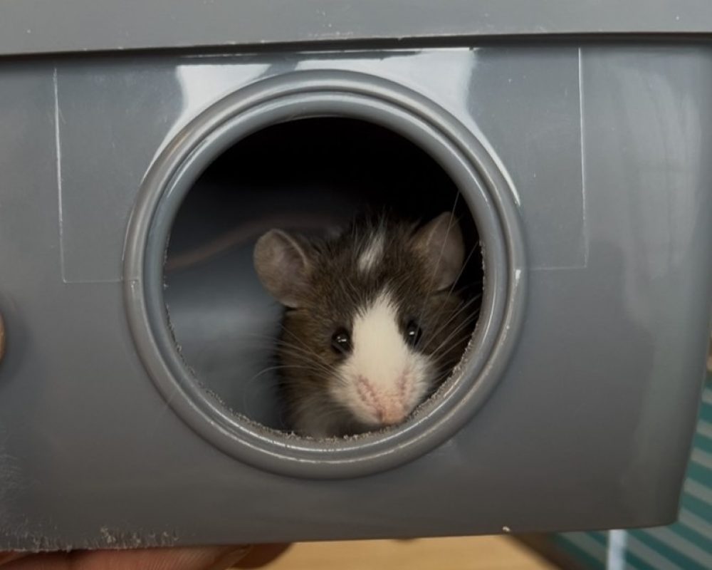 Mozza - Rongeur Souris à adopter