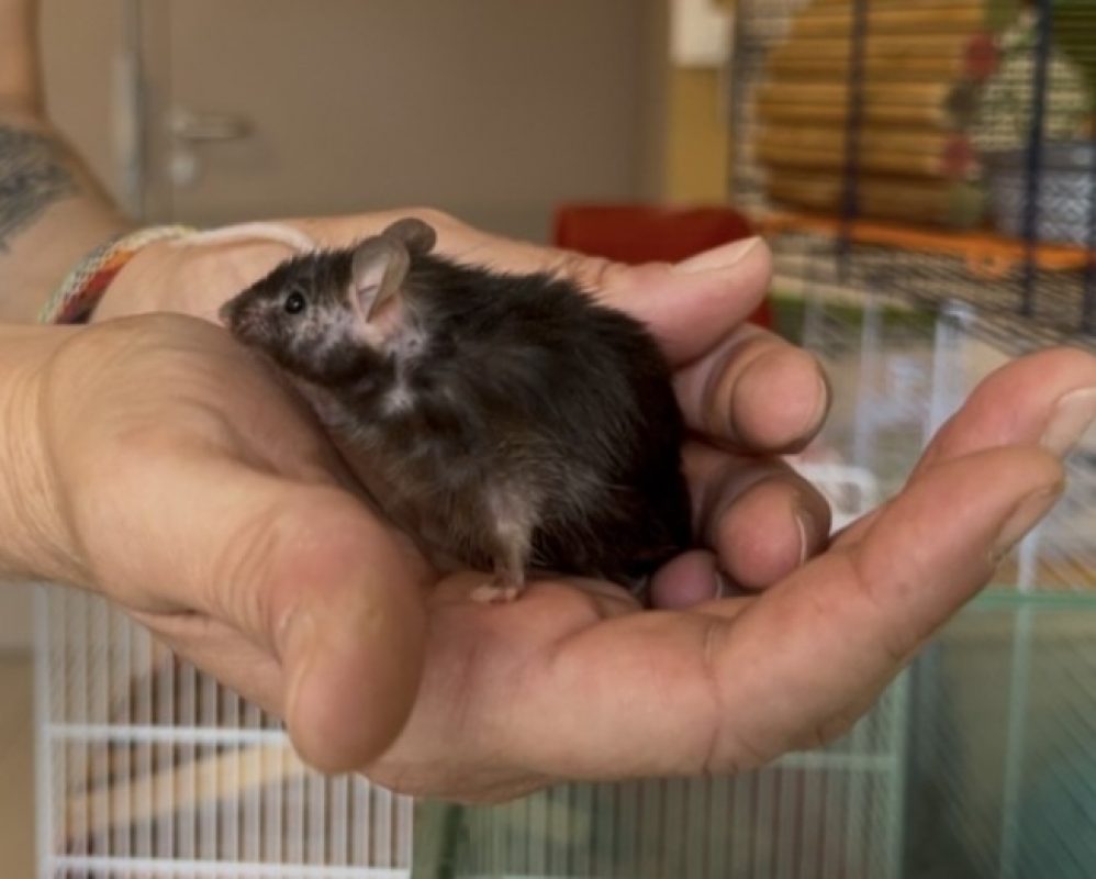 Zloup - Rongeur Souris à adopter