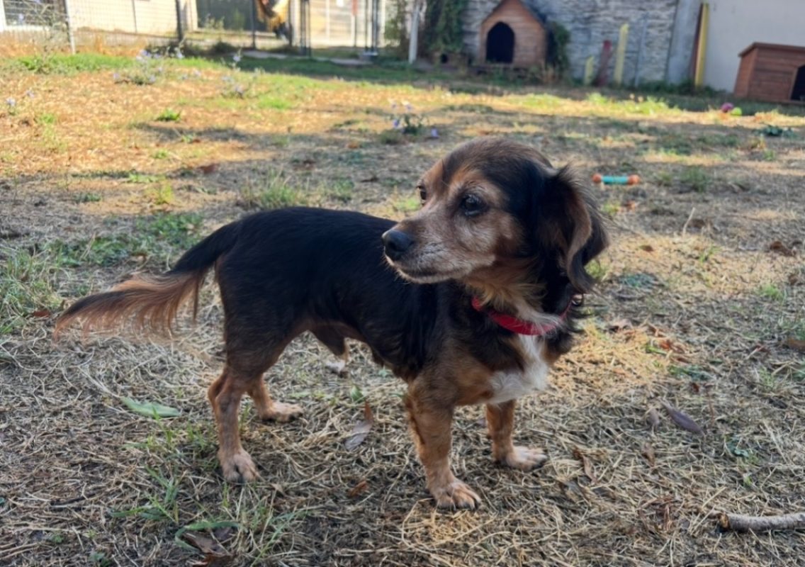 Offenbach - Chien à adopter - photo 2