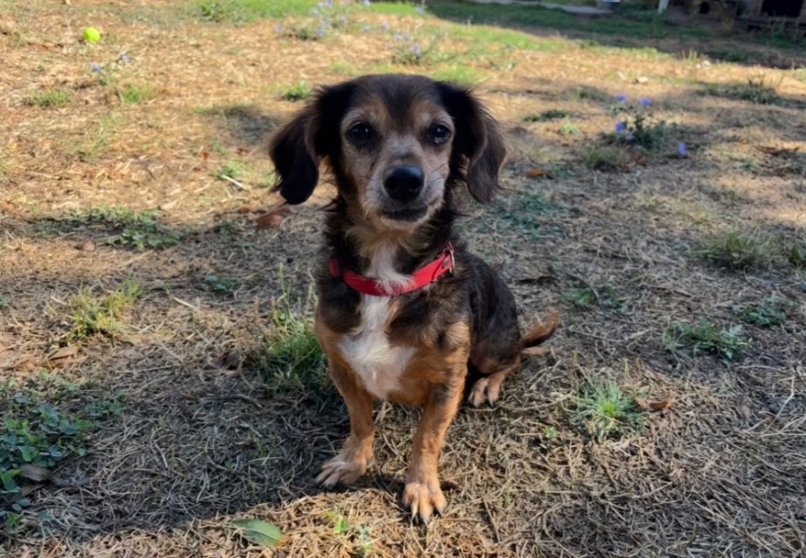 Offenbach - Chien à adopter - photo 4