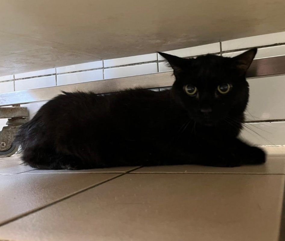 Nounours - Chat Européen à adopter
