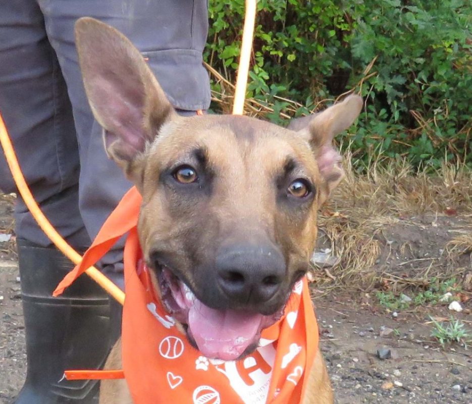 Vane - Chien Berger à adopter