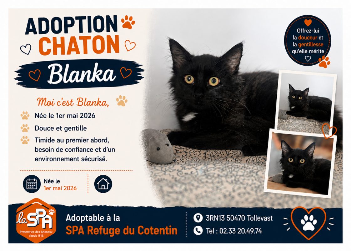 Blanka - Chat Européen à adopter