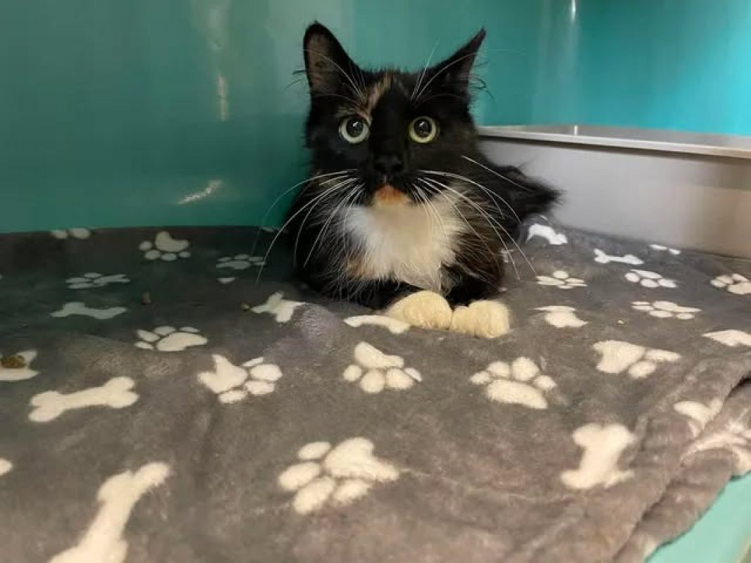Sybille - Chat Européen à adopter