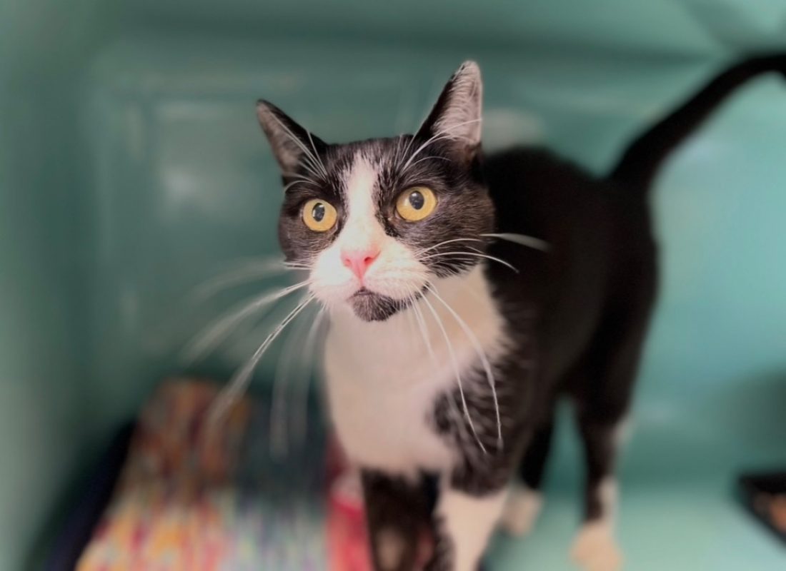 Monsieur - Chat Européen à adopter