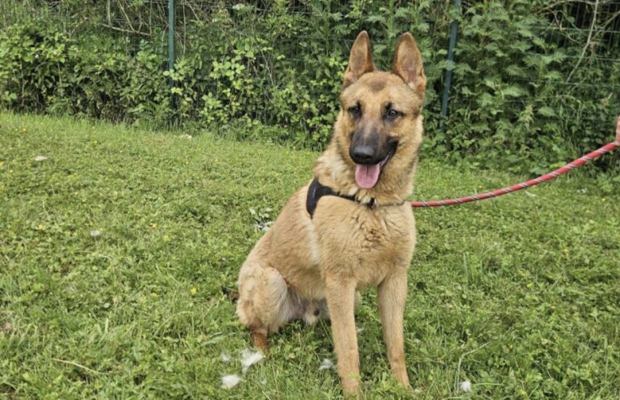 Lithium - Chien à adopter