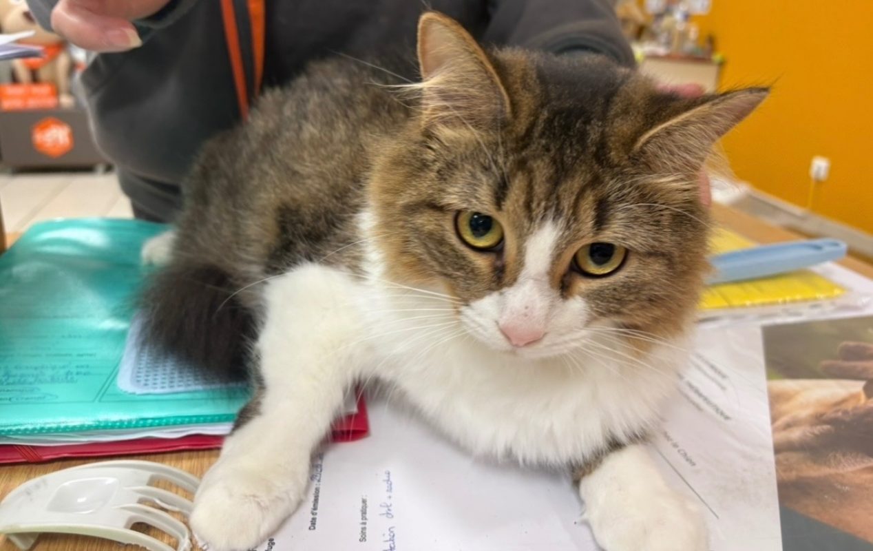 Nemesis - Chat Européen à adopter