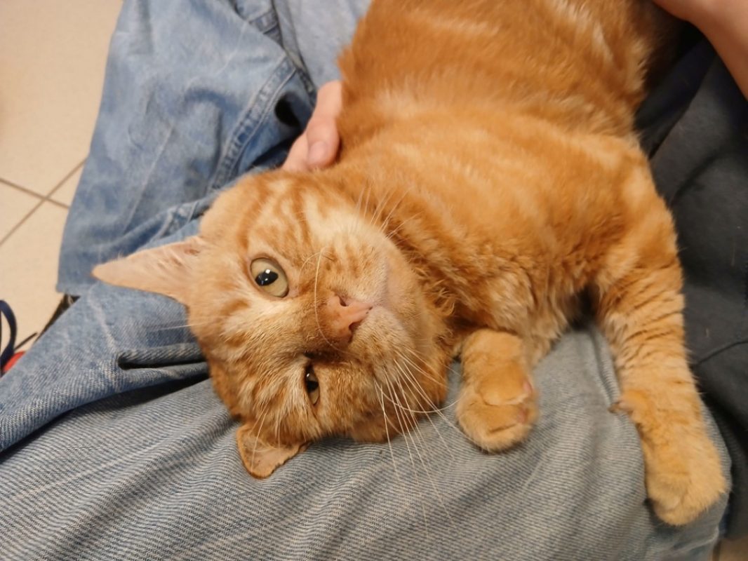 Aspid - Chat Européen à adopter