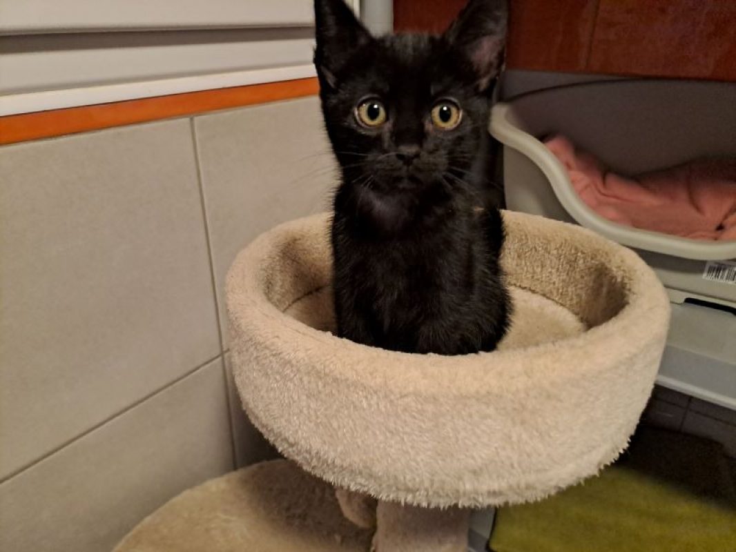 Réservé bakou - Chat Européen à adopter