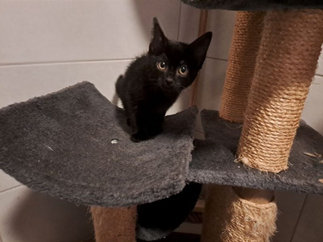 Banjul - Chat Européen à adopter