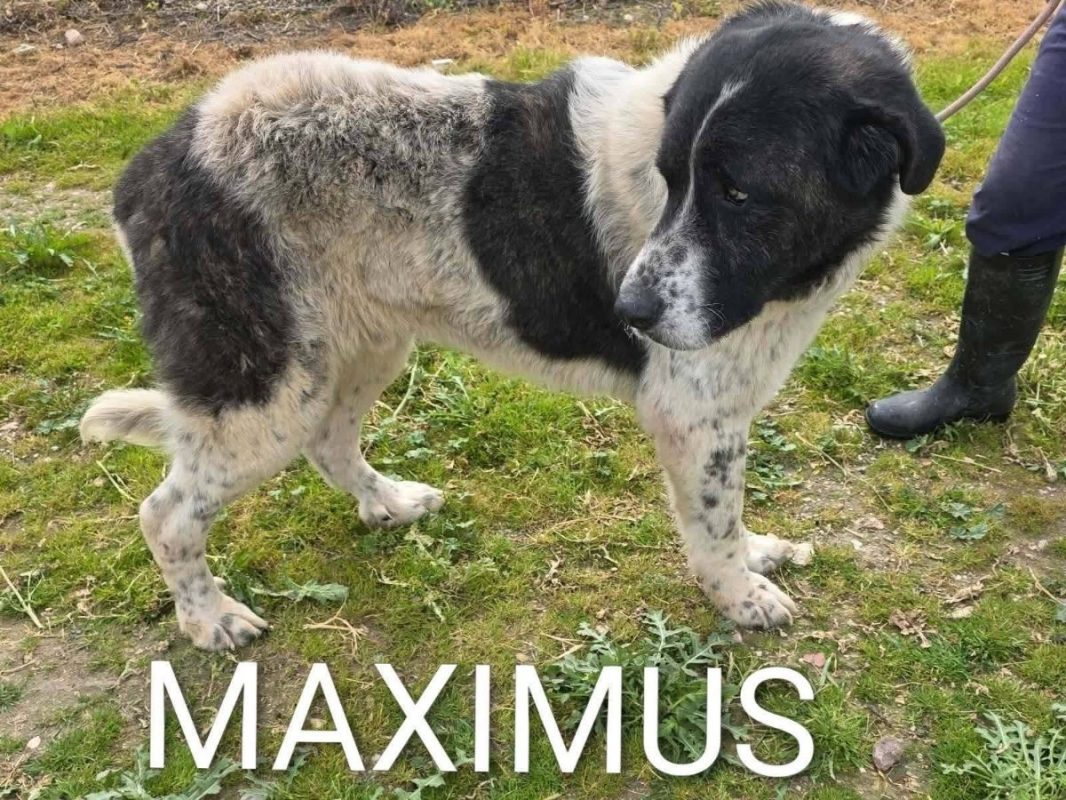 Maximus - Chien à adopter - photo 4