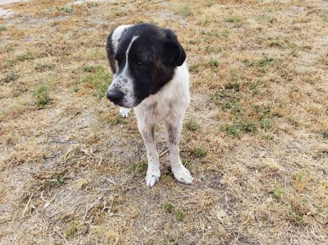 Maximus - Chien à adopter - photo 3