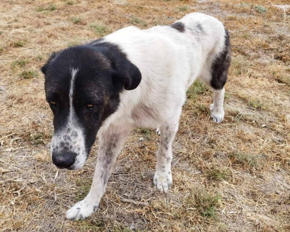 Maximus - Chien à adopter - photo 2