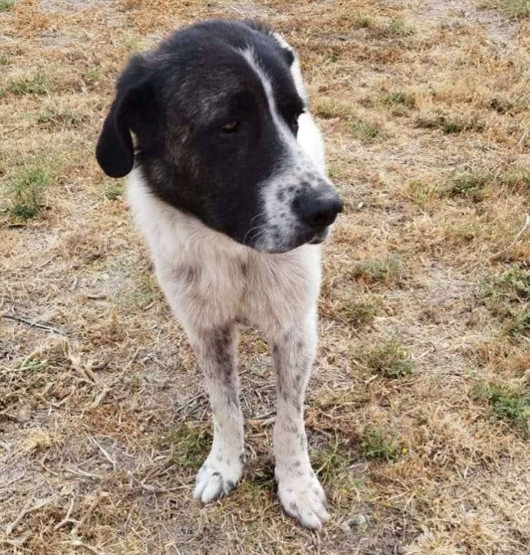 Maximus - Chien à adopter