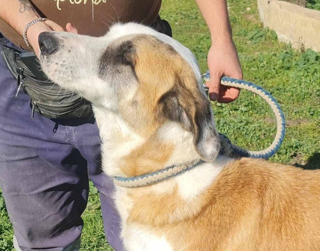 samson - Chien à adopter