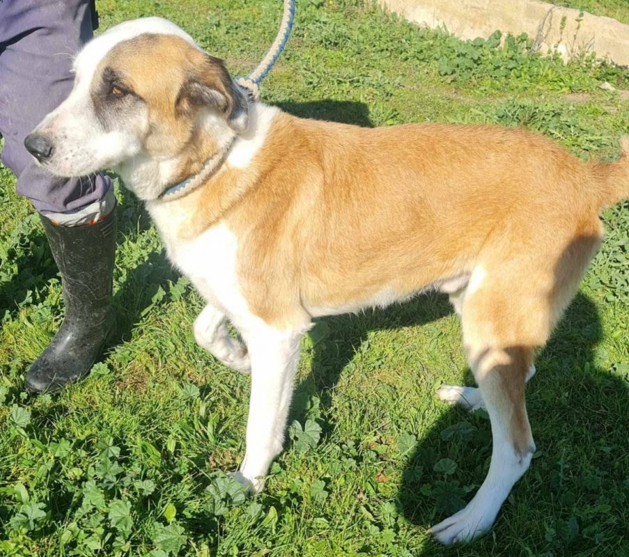 samson - Chien à adopter - photo 2