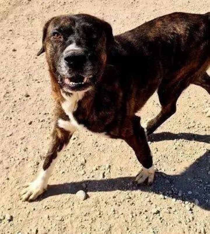 Ralf - Chien à adopter