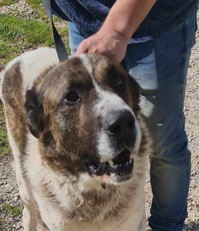 Titan - Chien à adopter