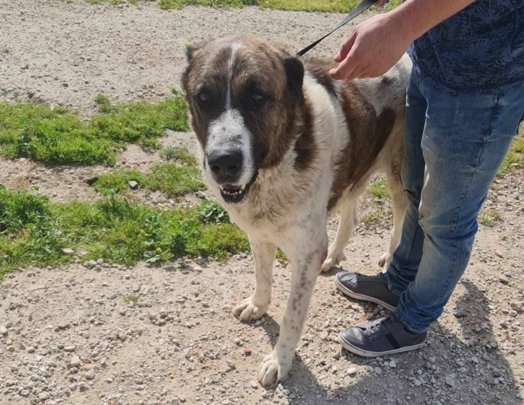 Titan - Chien à adopter - photo 3