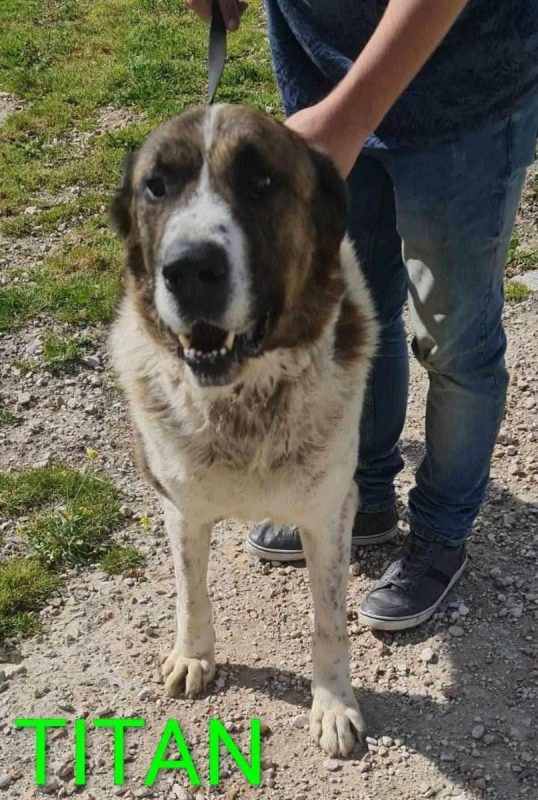 Titan - Chien à adopter - photo 2