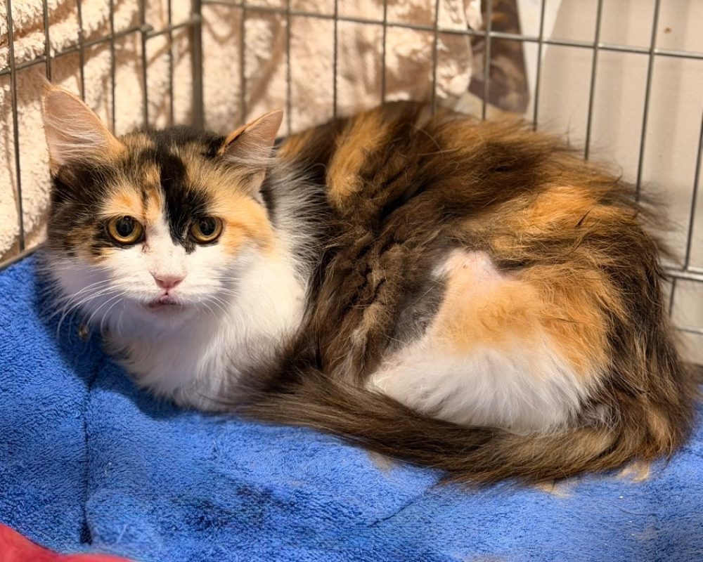 Clara - Chat Européen à adopter