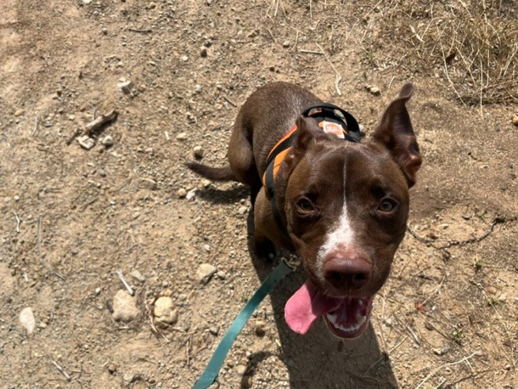 Alto - Chien Boxer à adopter