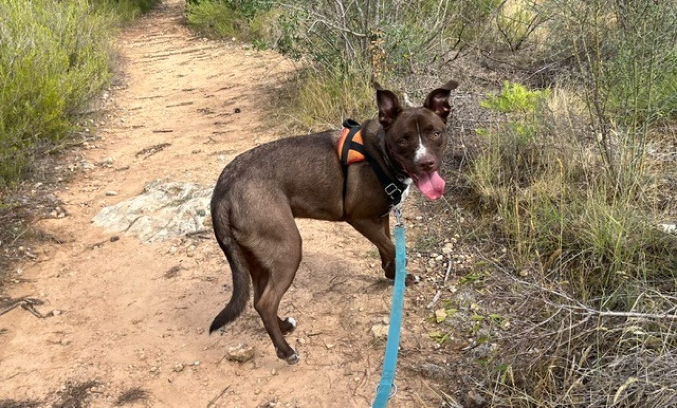Alto - Chien Boxer à adopter - photo 2