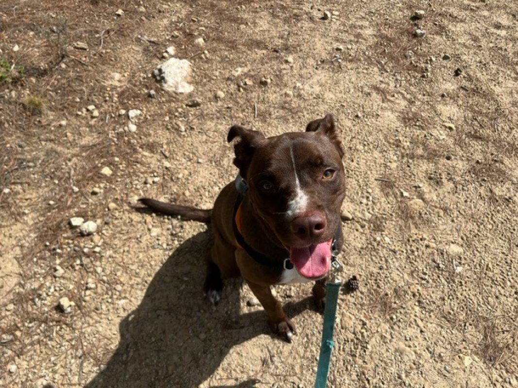 Alto - Chien Boxer à adopter - photo 3