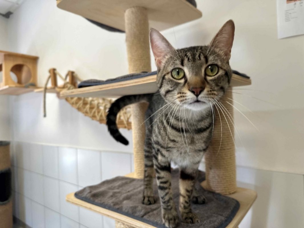 Oreo - Chat Européen à adopter