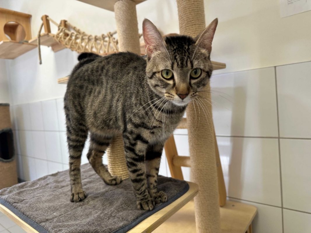 Oreo - Chat Européen à adopter - photo 2